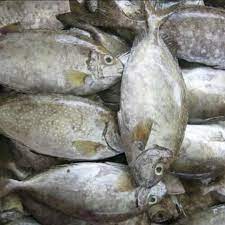 Ikan baronang