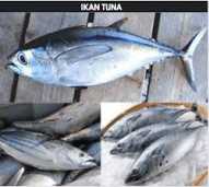 Ikan Tuna Super