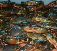 Kepiting Super