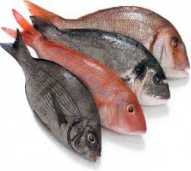 Ikan Basah